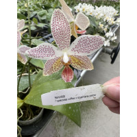 Phal. Speciosa Coffee x Stuartiana Yellow