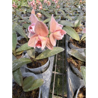 Phal. Yu Pin Fire Works-Sin Yuan Golden Beauty метелик