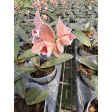 Phal. Yu Pin Fire Works-Sin Yuan Golden Beauty метелик