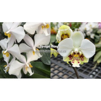 Phal. Philippensis x Stuartiana