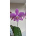 Фаленопсис (Tetraspis Coffee x Schilleriana) Фаленопсис (Tetraspis Coffee x Schilleriana)