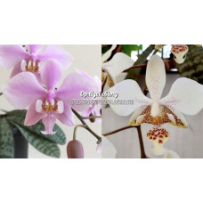 Phal. Schilleriana x Stuartiana x sib