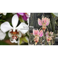 Phal. Stuartiana x Finleyi 