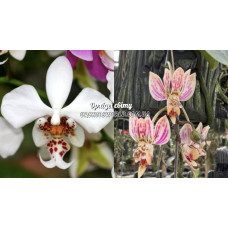 Phal. Stuartiana x Finleyi 