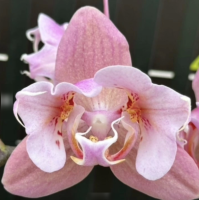Phal. Sakura peloric Phal. Sakura peloric