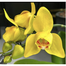 Phal. Abel 2.0 peloric