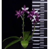 Phal. Yaphon GG GW1792
