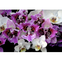 Phal. I-Hsin Dream Bubble бабочка биг лип 1,7