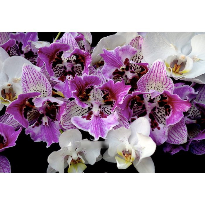 Фаленопсис Ай-Шин Дрим Бабл бабочка биг лип 1,7 (I-Hsin Dream Bubble peloric)