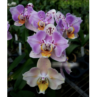 Phal. I-Hsin Fantastic World метелик 