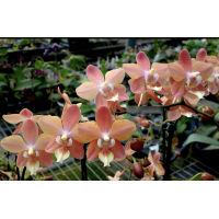 Phal. I-Hsin Maple Valley SM1684