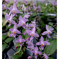 Phal. Equestris Pink Purple