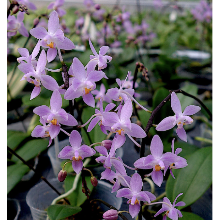 Фаленопсис (Equestris Pink Purple)