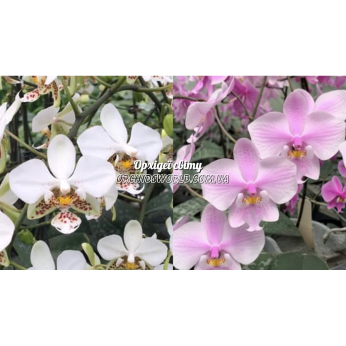 Фаленопсис (Stuartiana x Schilleriana SWR) Фаленопсис (Stuartiana x Schilleriana SWR)