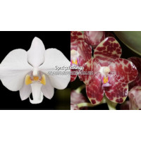 Phal. Philippinensis x Gigantea