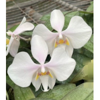 Phal. Philippinensis x Kungs Amar Philip