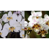Phal. Amabilis Irian Jaya x Stuartiana 