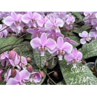 Phal. Schilleriana × sib SWR