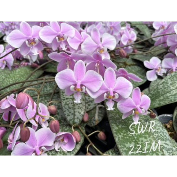 Фаленопсіс (Schilleriana × sib SWR)
