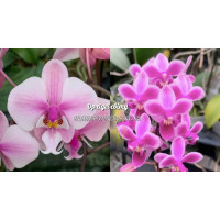 Phal. Schilleriana Stripes x Equestris var. Rosea Grand Queen