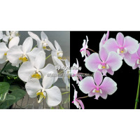 Phal. Amabilis x Schilleriana