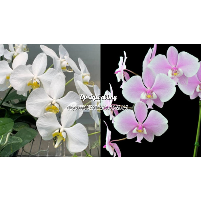 Фаленопсис (Amabilis x Schilleriana)