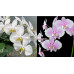Фаленопсис (Amabilis x Schilleriana)