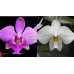 Фаленопсис (Schilleriana var. Purpurea x Philippinensis Wild Big)