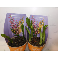 Calanthe