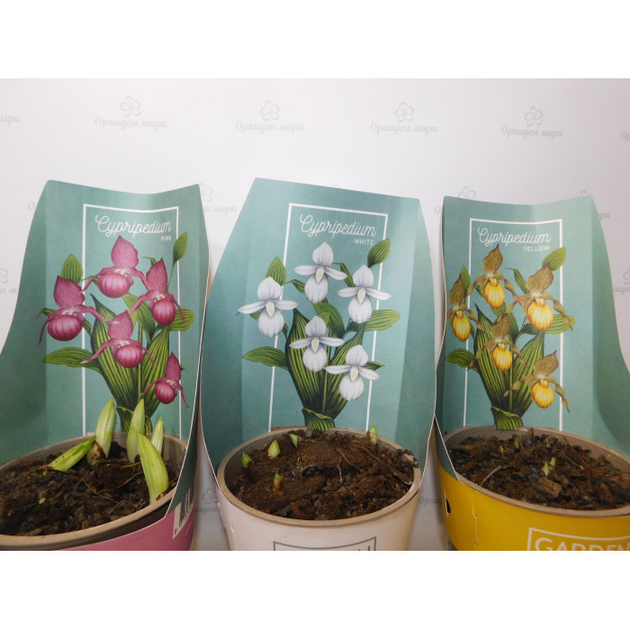 Циприпедиум (Cypripedium)