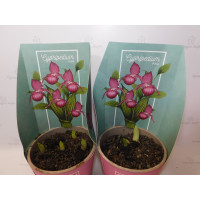 Cypripedium Pink