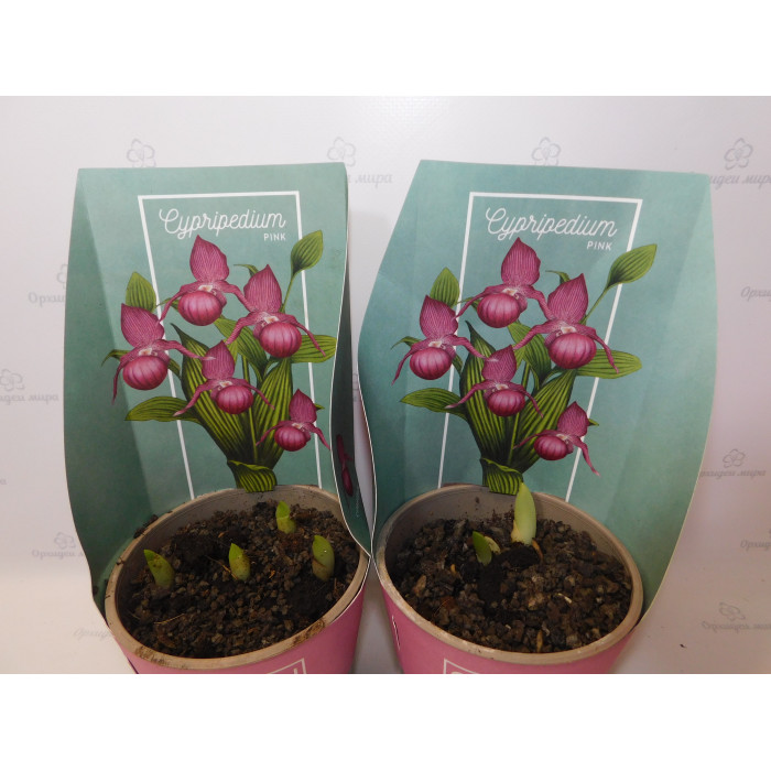 Циприпедиум (Cypripedium Pink)