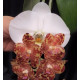 Королевские орхидеи