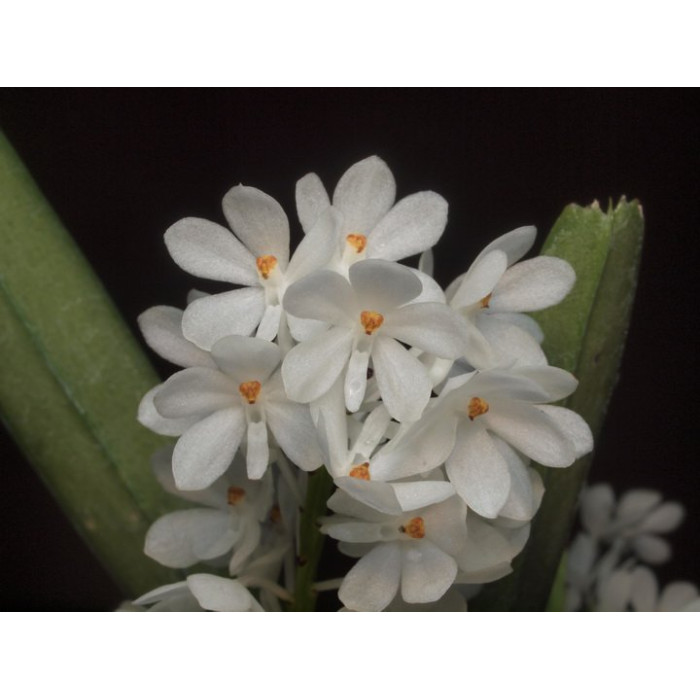 Ванда (Ampullaceum alba)