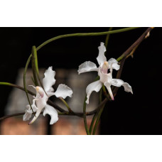 Papilionanthe Vandarum