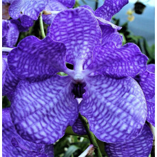 V. Coerulea V. Coerulea