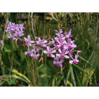 V. Coerulescens Pink