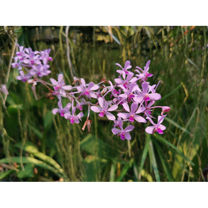 Ванда (Coerulescens Pink)