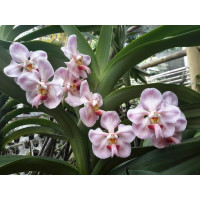 V. Foetida