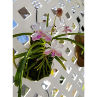V. LOC Lamecina
