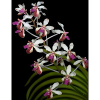 V. Lamellata var. boxallii