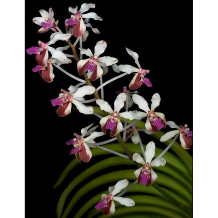 Ванда (Lamellata var)