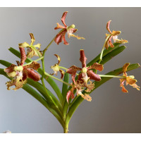 V. Roeblingiana