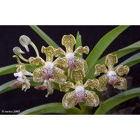V. Tesselata