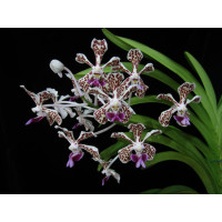 V. Tricolor var. suavis 1,7