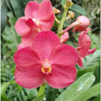 V. Udomchai Beauty