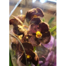 Vanda hybrid №8 Vanda hybrid №8