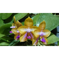 Phal. Mituo GH King Star Blueberry