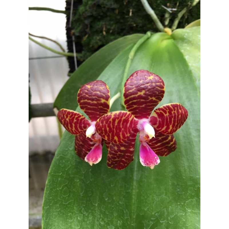 Орхидея Phal. Red Jaguar 1,7 - купить, доставка Украина
