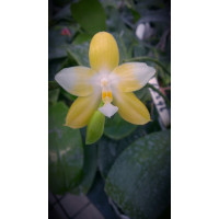 Phal. (Jennifer Palermo x Pulchra) Flava